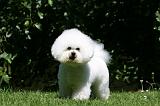 BICHON FRISE 623